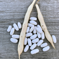 Haricots blancs lingots