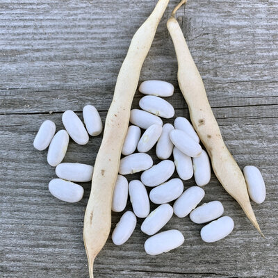Haricots blancs lingots