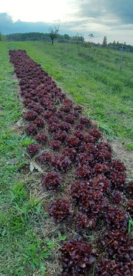 Feuille de chêne rouge bio