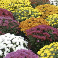 Chrysanthemes pompon coupe 30 cm