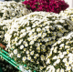 Chrysanthemes pompon coupe 30 cm - image 2