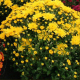 Chrysanthemes pompon coupe 30 cm - image 3