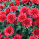Chrysanthemes pompon coupe 30 cm - image 4