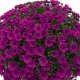 Chrysanthemes pompon coupe 30 cm - image 5