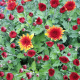 Chrysanthemes pompon coupe 30 cm - image 6