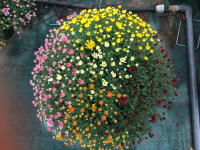 Chrysanthème 5 boutures petite fleu