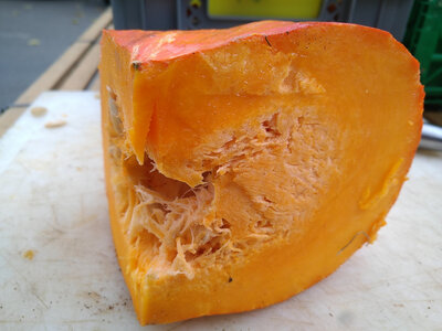 Courge rouge vif d estampes