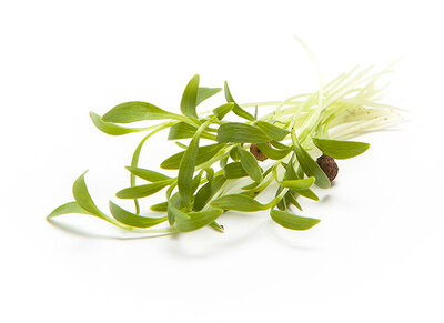 Micro pousse coriandre