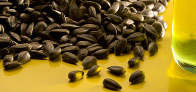 Graines de tournesol noir bio pour oiseaux