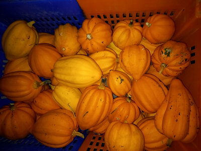 Courge acorn