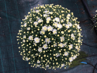 Chrysanthème petite fleur blanc