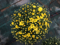 Chrysanthème petite fleur jaune