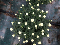 Chrysanthème grosse fleur blanc