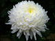 Chrysanthème grosse fleur blanc - image 2