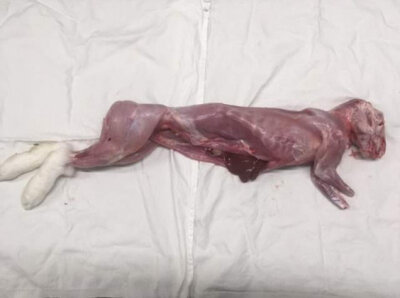 Lapin de touraine