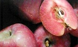 Pomme coeur rouge bio