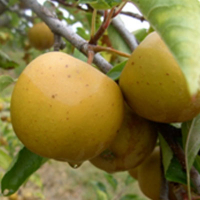 Pomme bertanne