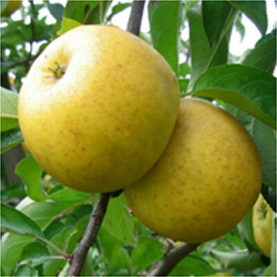 Pomme chanteclerc
