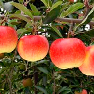 Pomme dalinco