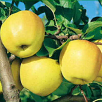 Pomme golden