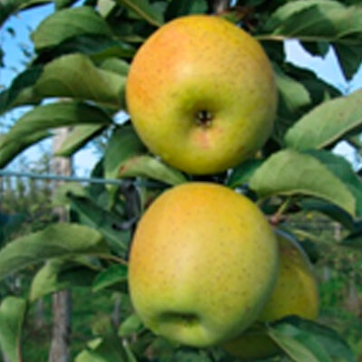 Pomme goldrush
