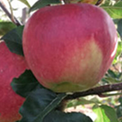 Pomme initial