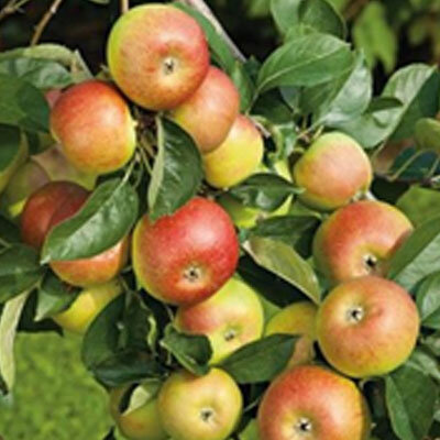 Pomme jubilée