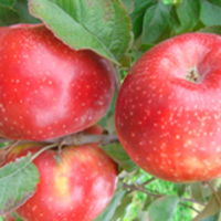 Pomme juliet