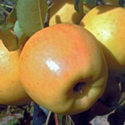 Pomme opal