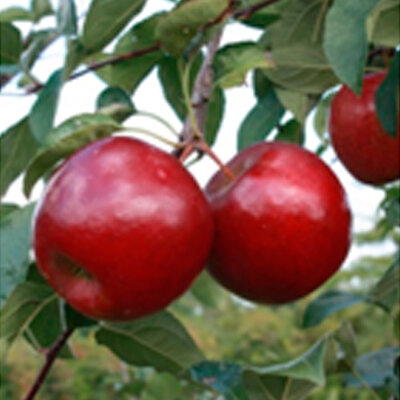 Pomme pixie crunch