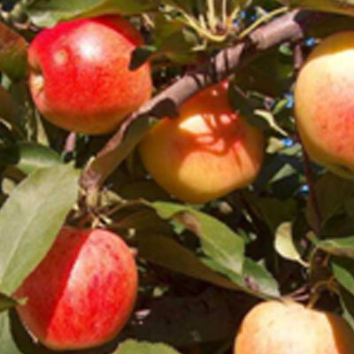 Pomme royal gala