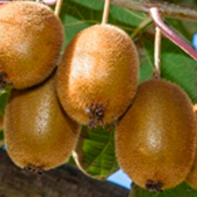 Kiwi bio