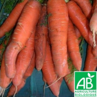 Carottes bio