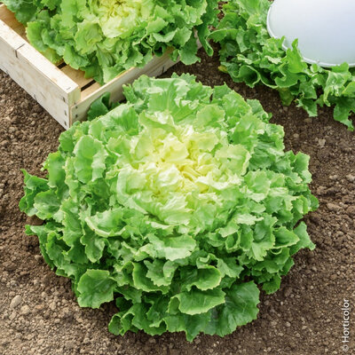 Salade d’hiver scarole bio