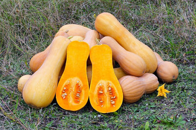 Courges bio 'butternut'