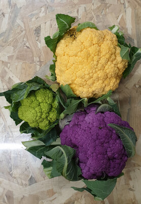 Chou fleur de couleur