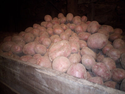 Sac de pomme de terre dalida 5 kg