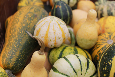 Coloquintes