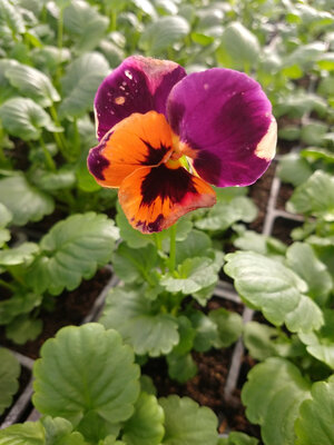 Pensée violet orange x10