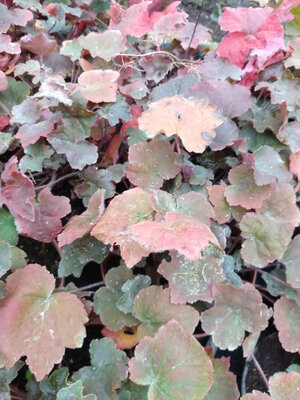 Heuchera