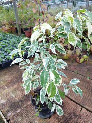 Ficus benjamina