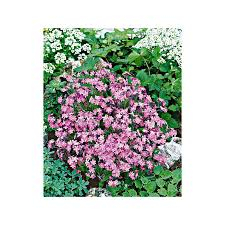 Myosotis rose x10