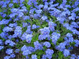 Myosotis bleu x 10