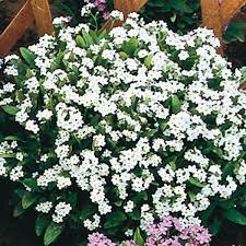 Myosotis blanc x 10