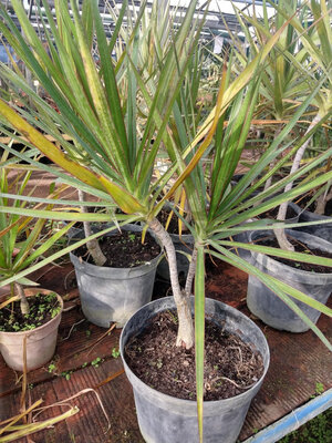 Dracaena