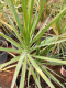 Dracaena - image 2