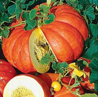 Potiron rouge vif d'etampes coupe 1k