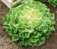 Chicorée scarole (grosse)