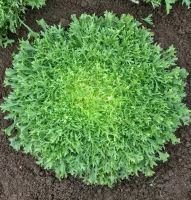 Chicorée frisée