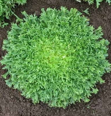 Chicorée frisée
